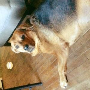 Meet your Posher, Jessie